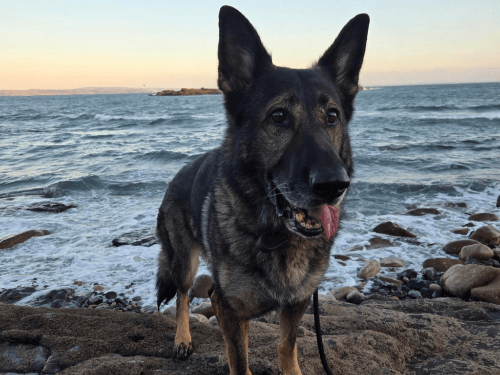 Retired police dog Kola at the beach
