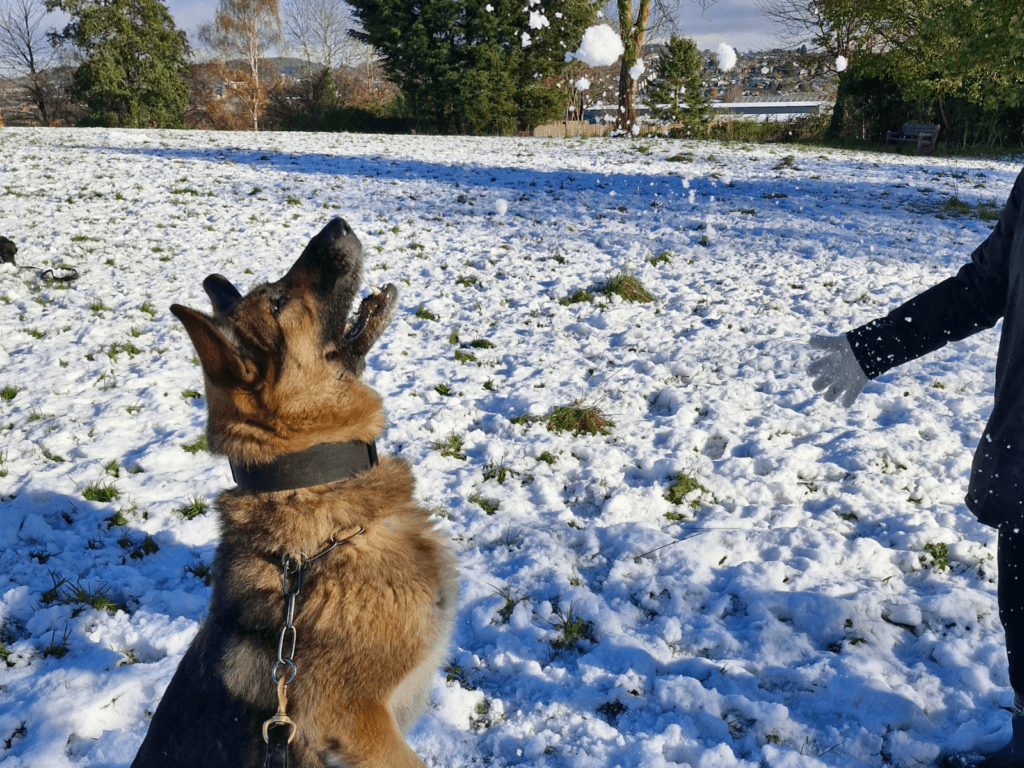 Retired police dog Casey jumps for a snowball