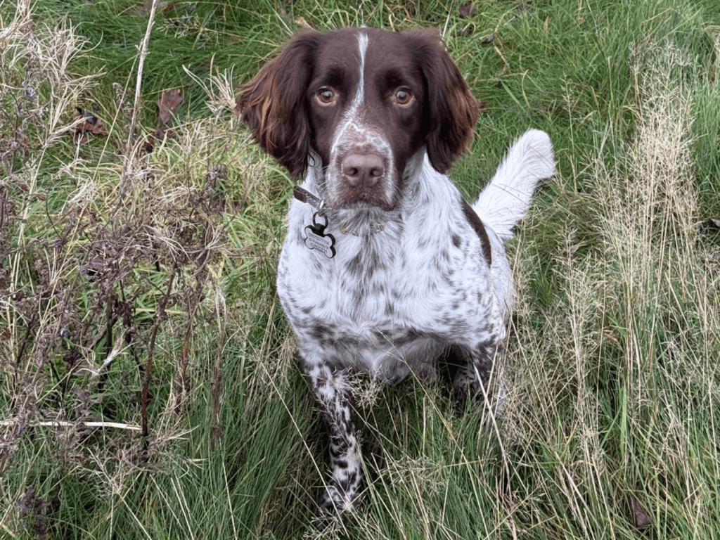 Retired military working dog Paul in the long grass