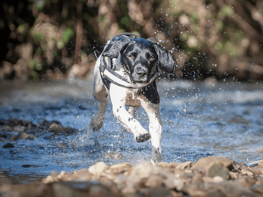 Retired police dog Meg bounds through the water