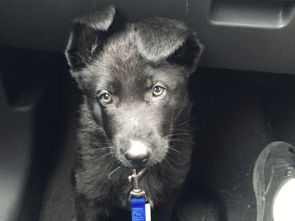 Police dog Nipper as a puppy