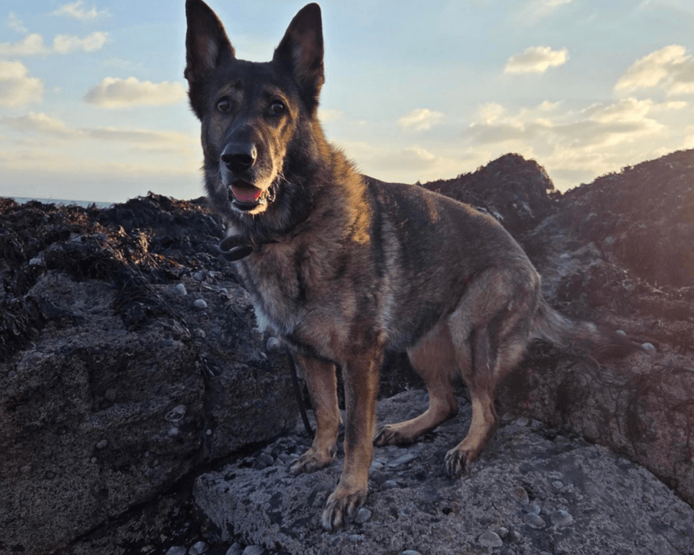 Retired police dog Kola