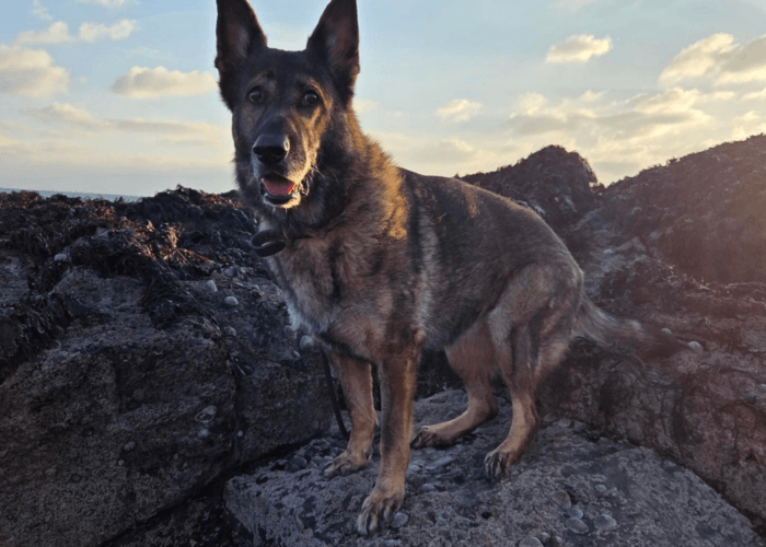 Retired police dog Kola
