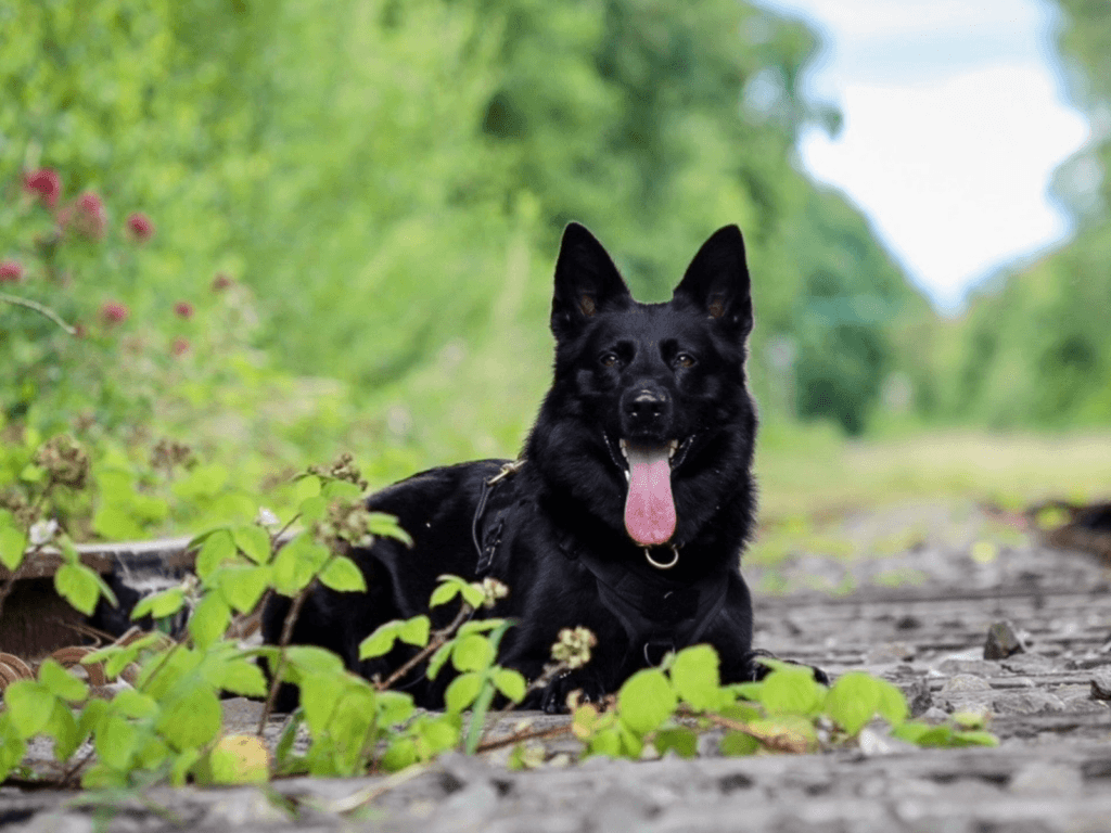Retired police dog Bella out on a walk