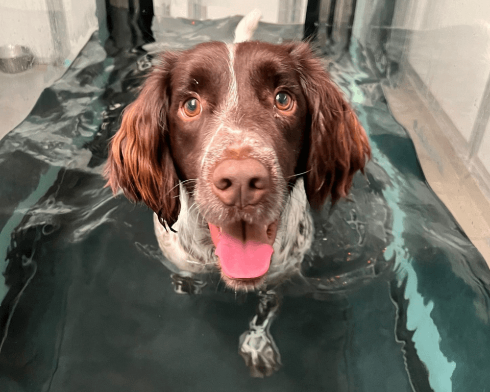 Retired military working dog Paul at hydrotherapy