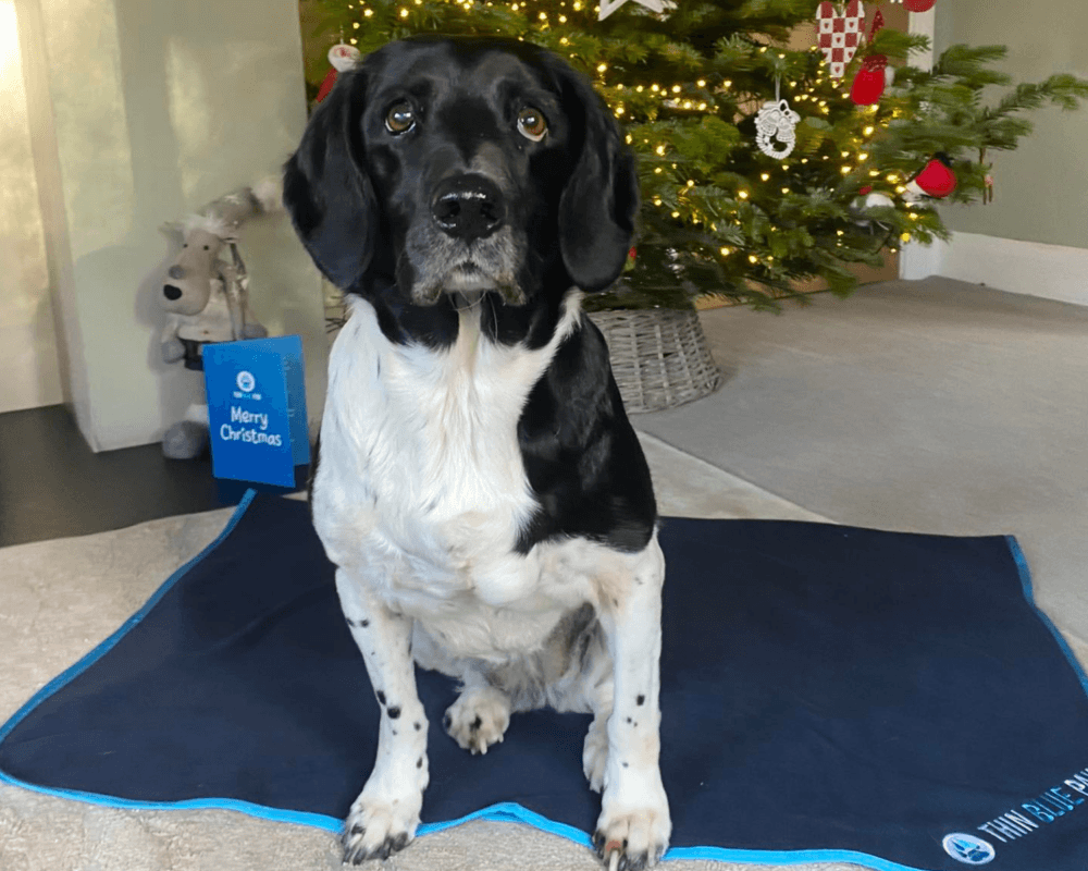 Retired police dog Meg on her Thin Blue Paw blanket by the Christmas tree