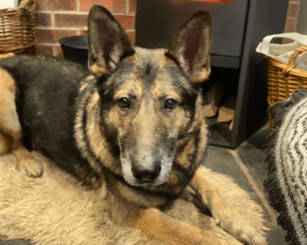 Retired police dog Arnold relaxing in front of the fire