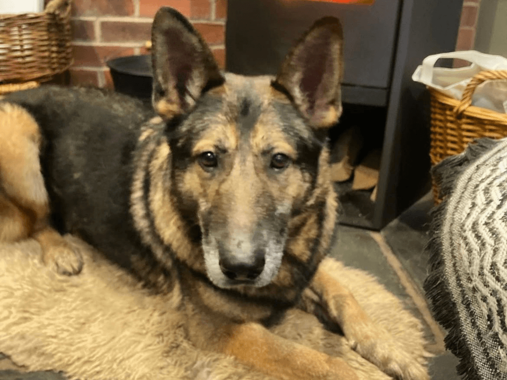 Retired police dog Arnold relaxing in front of the fire