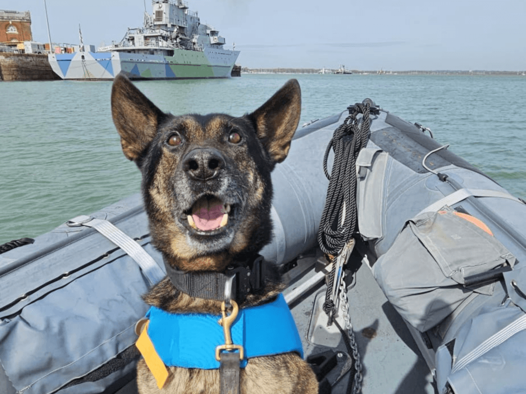 Police dog Tomi in a RHIB on his last day in the job