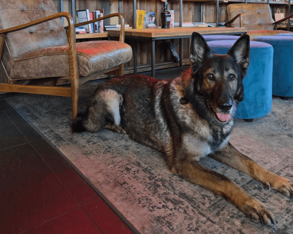 Retired police dog Kola relaxes on the rug