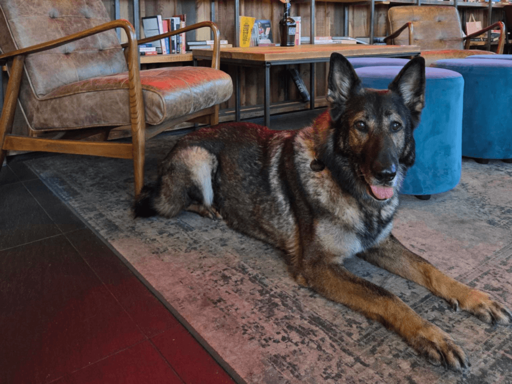 Retired police dog Kola relaxes on the rug