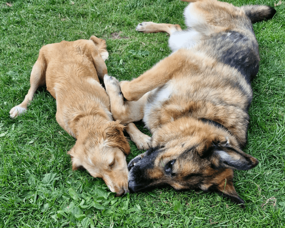 Retired police dog Casey with her friend