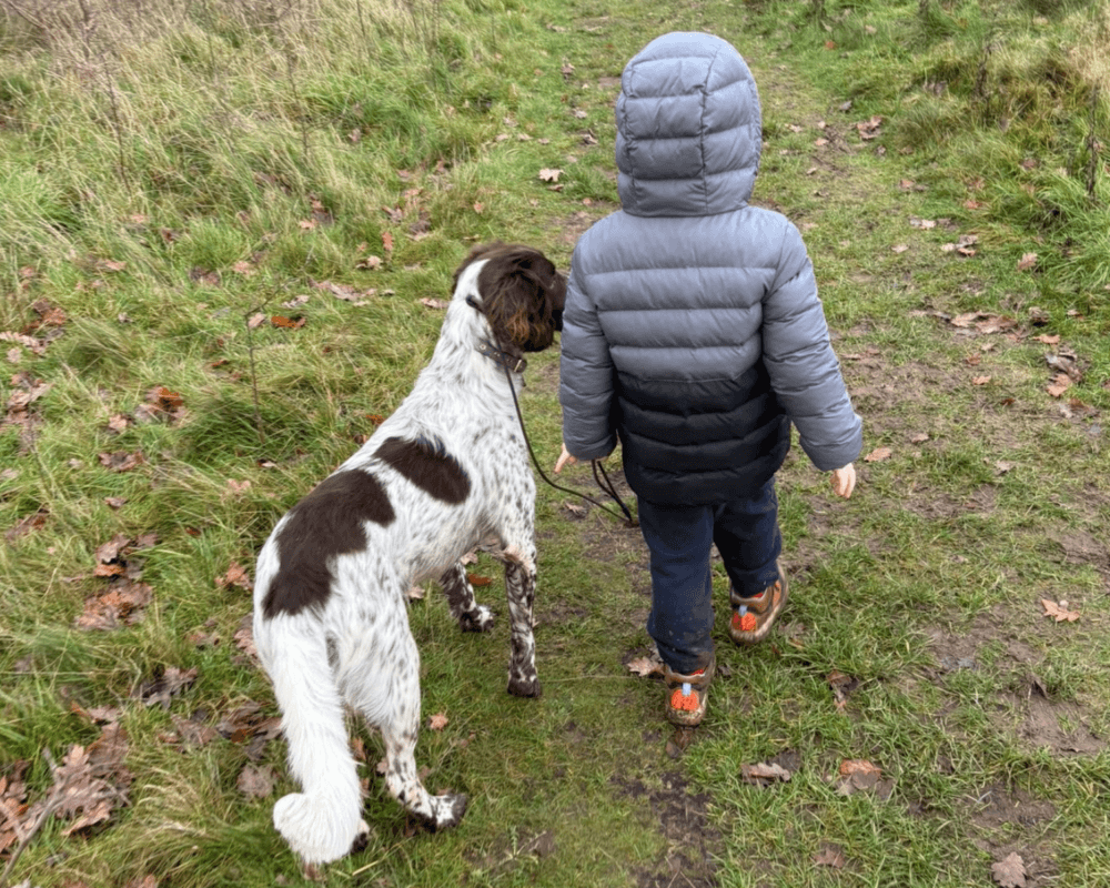 Retired military working dog Paul out on a walk with one of the kids