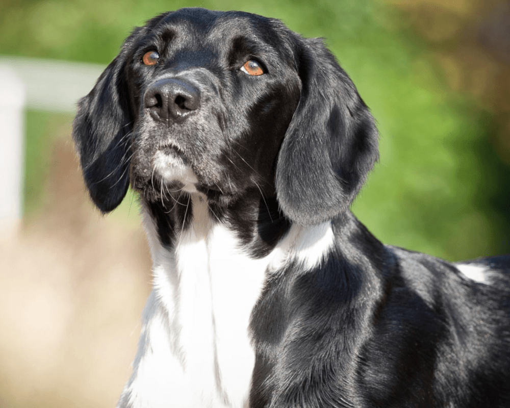 Retired police dog Meg poses proudly for the camera