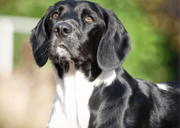 Retired police dog Meg poses proudly for the camera