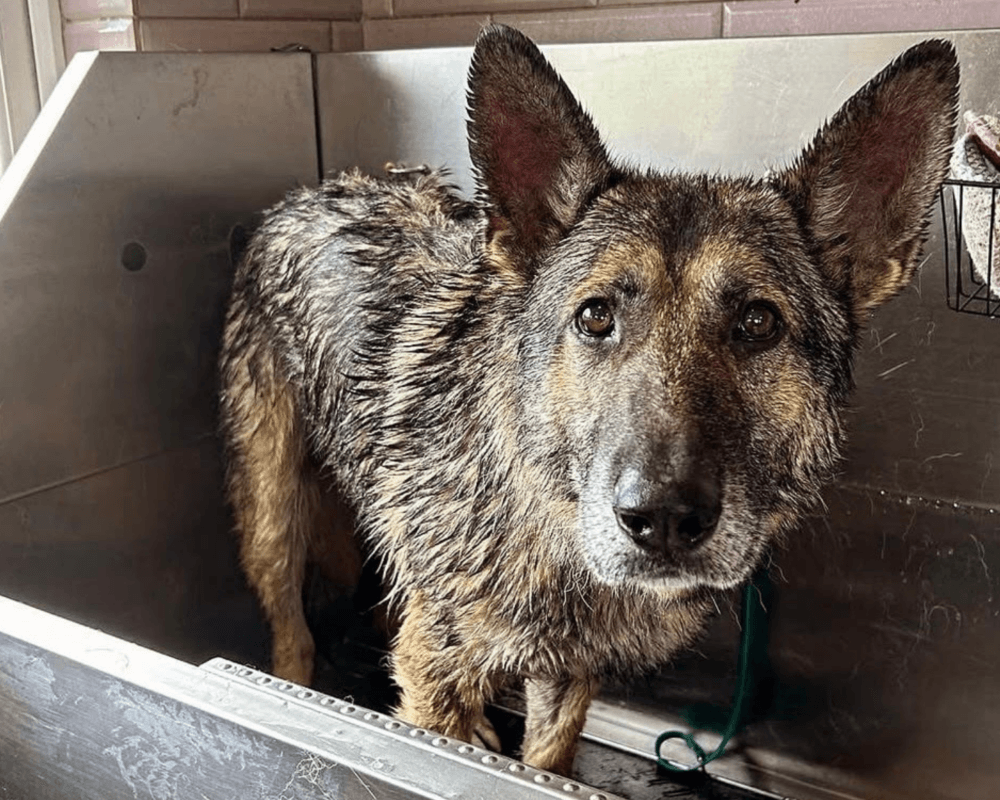 Retired police dog Arnold has a bath