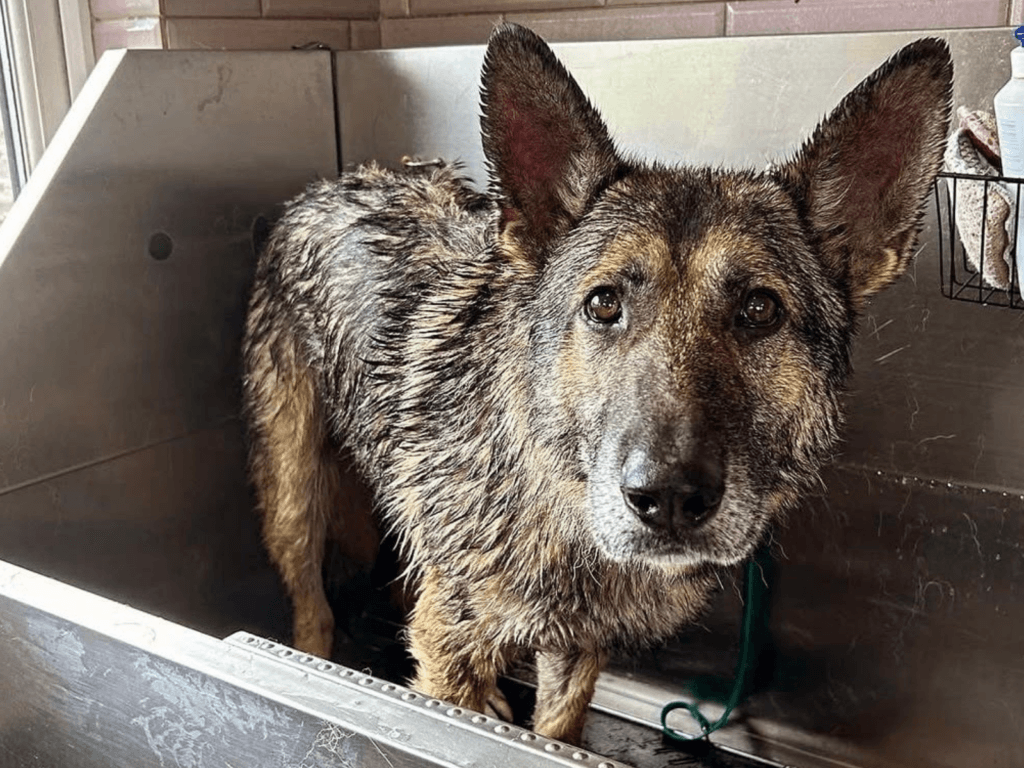 Retired police dog Arnold has a bath