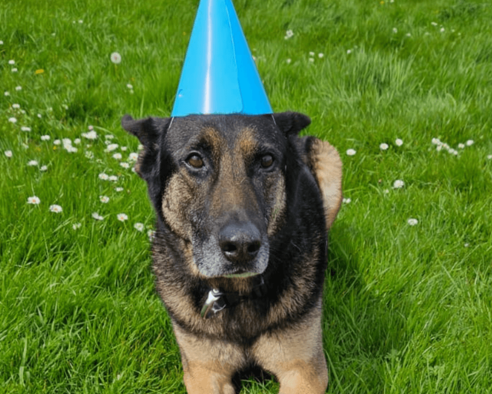 Retired police dog Tomi on the day of his retirement