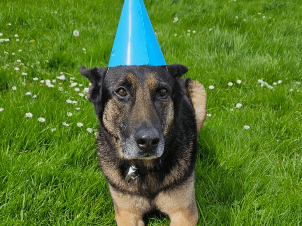 Retired police dog Tomi on the day of his retirement