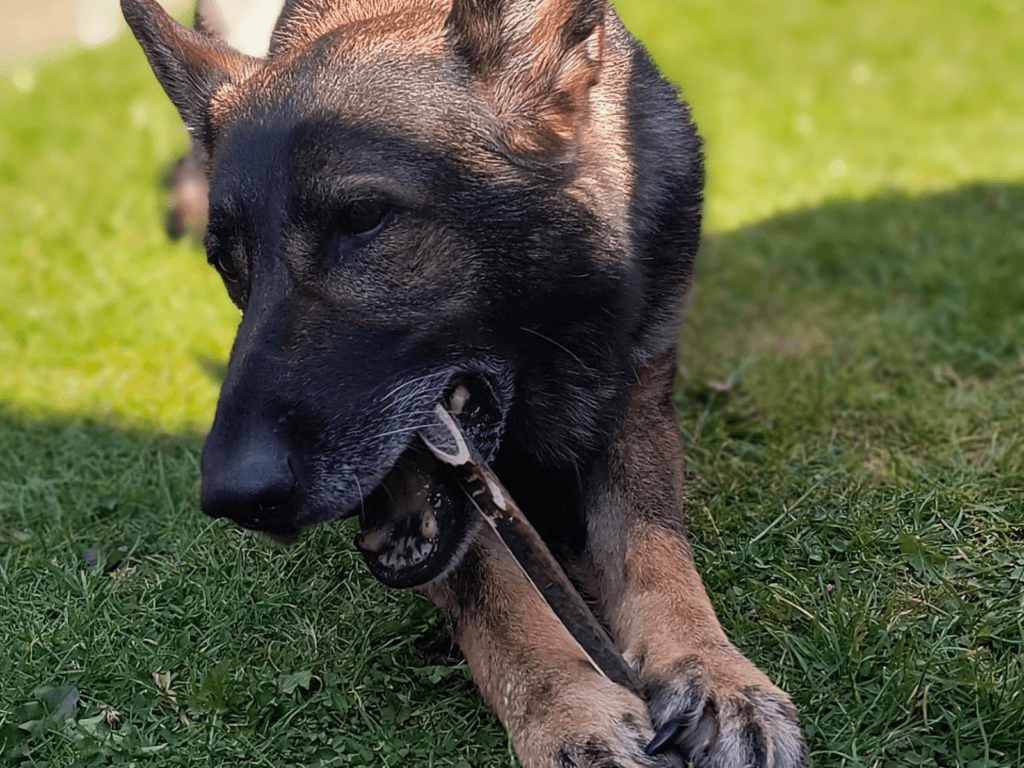 Retired police dog Kola with his chew toy