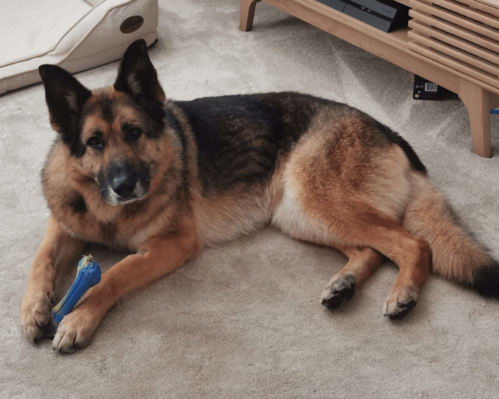 Retired police dog Casey taking it easy at home