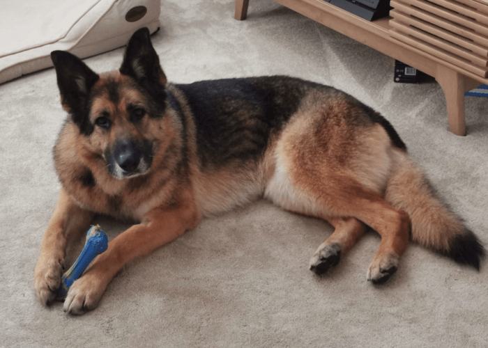 Retired police dog Casey taking it easy at home