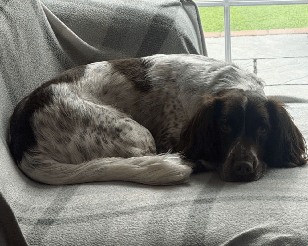 Retired military working dog Paul snoozes on the sofa