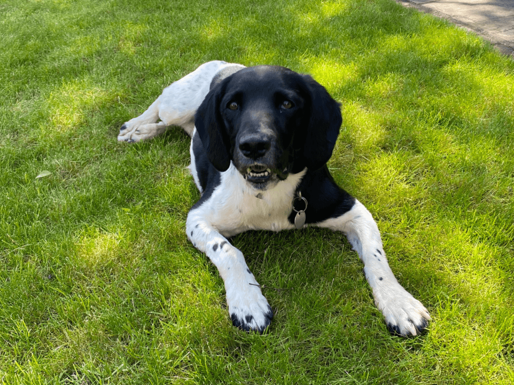 Retired police dog Meg laying in the grass