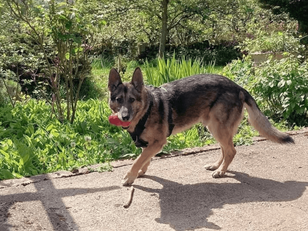 Retired police dog Arnold with his toy