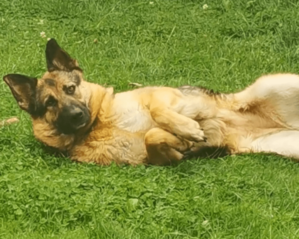 Retired police dog Casey lays in the garden