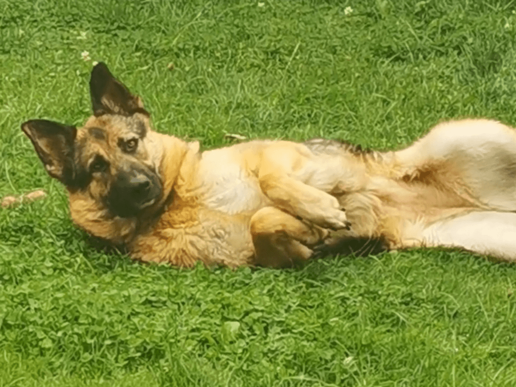 Retired police dog Casey lays in the garden
