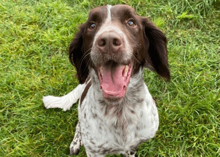 Retired military working dog Paul sticks his tongue out at the camera