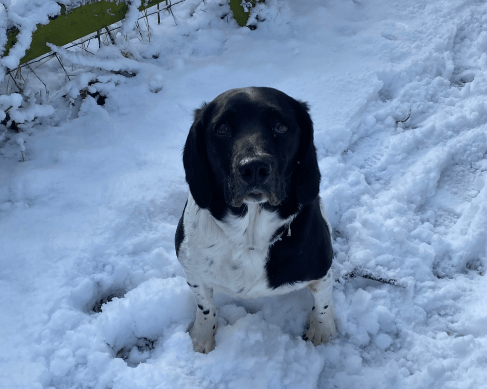 Retired police dog Meg enjoying the snow
