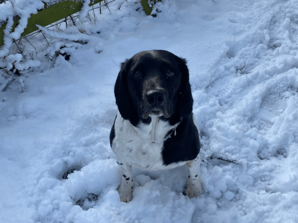 Retired police dog Meg enjoying the snow