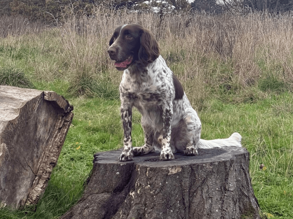Retired military working dog Paul sits on a tree stump