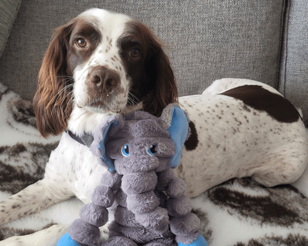 Retired police dog Ruger with his toy