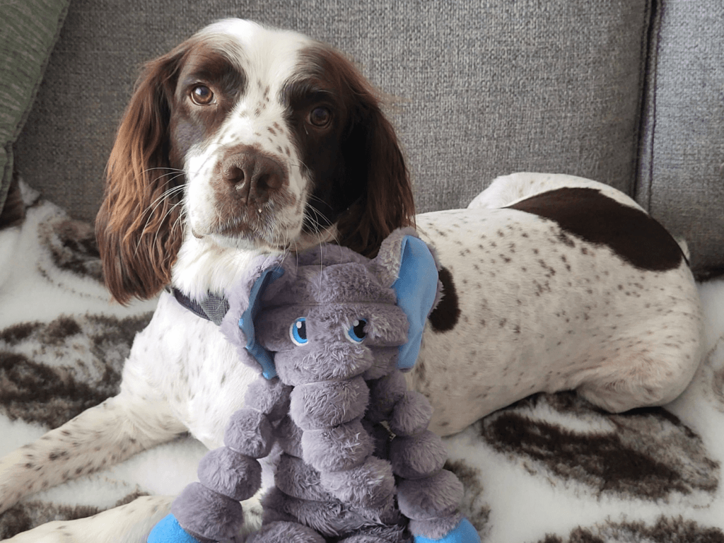 Retired police dog Ruger with his toy