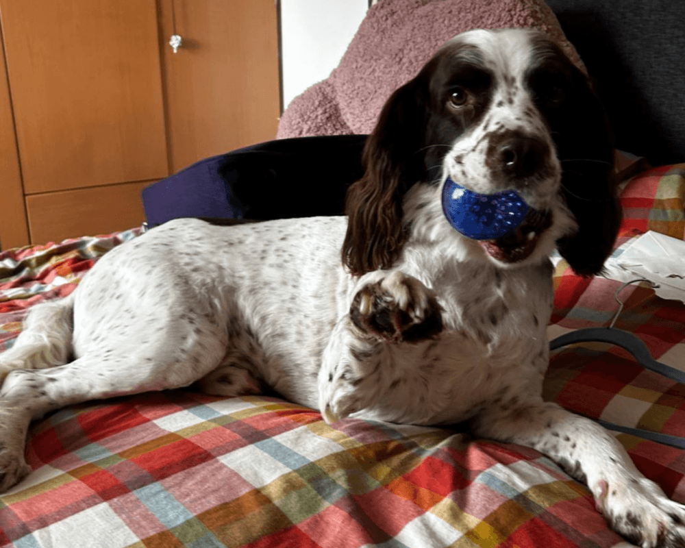 Retired police dog Ruger gives a 'paw'