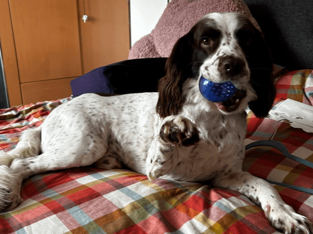 Retired police dog Ruger gives a 'paw'