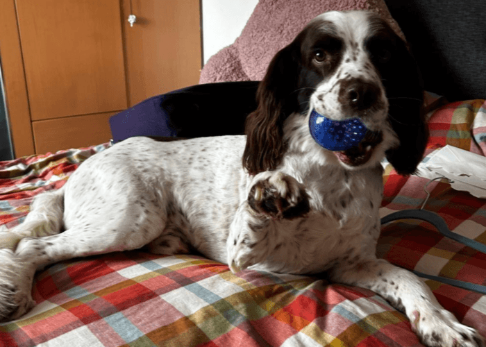 Retired police dog Ruger gives a 'paw'
