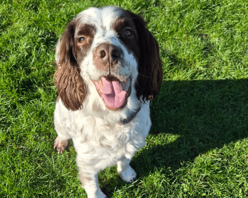 Retired police dog Ruger poses in the garden