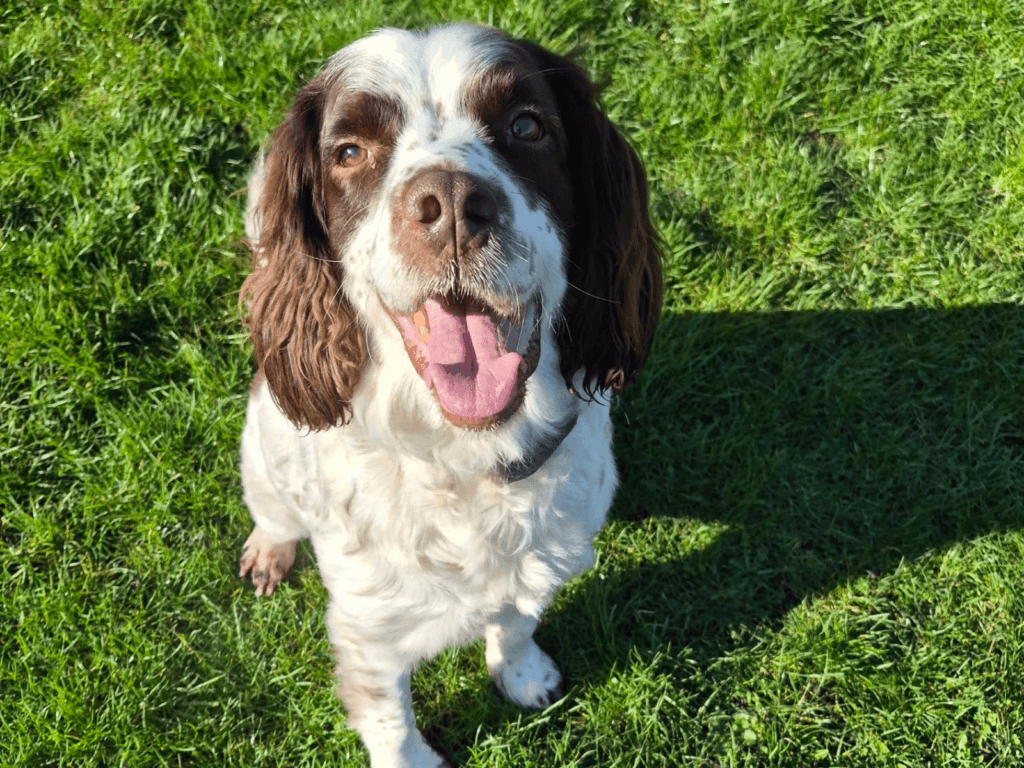 Retired police dog Ruger poses in the garden