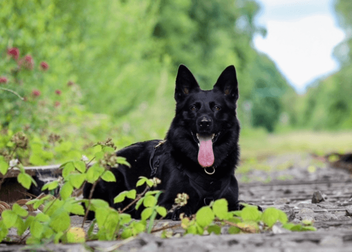 Retired police dog Bella out on a walk