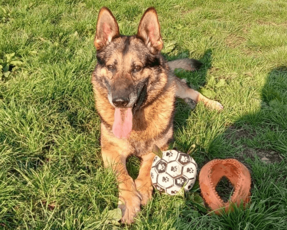 Retired police dog Arnold lays in the grass