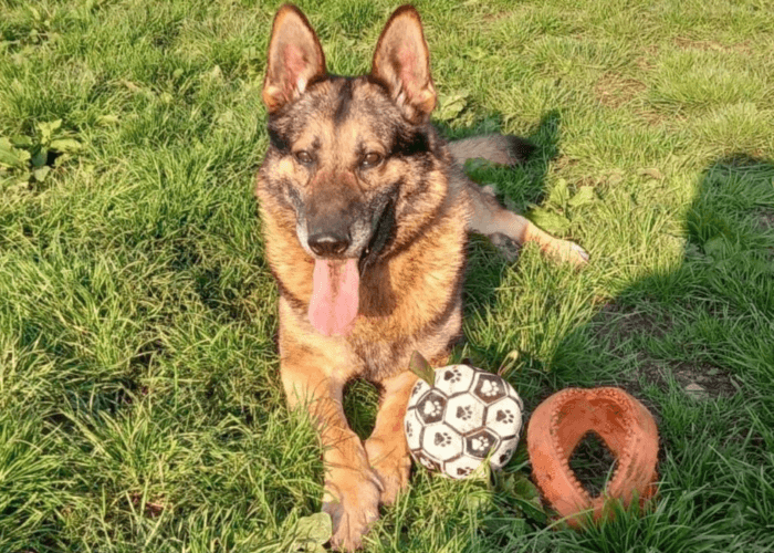 Retired police dog Arnold lays in the grass