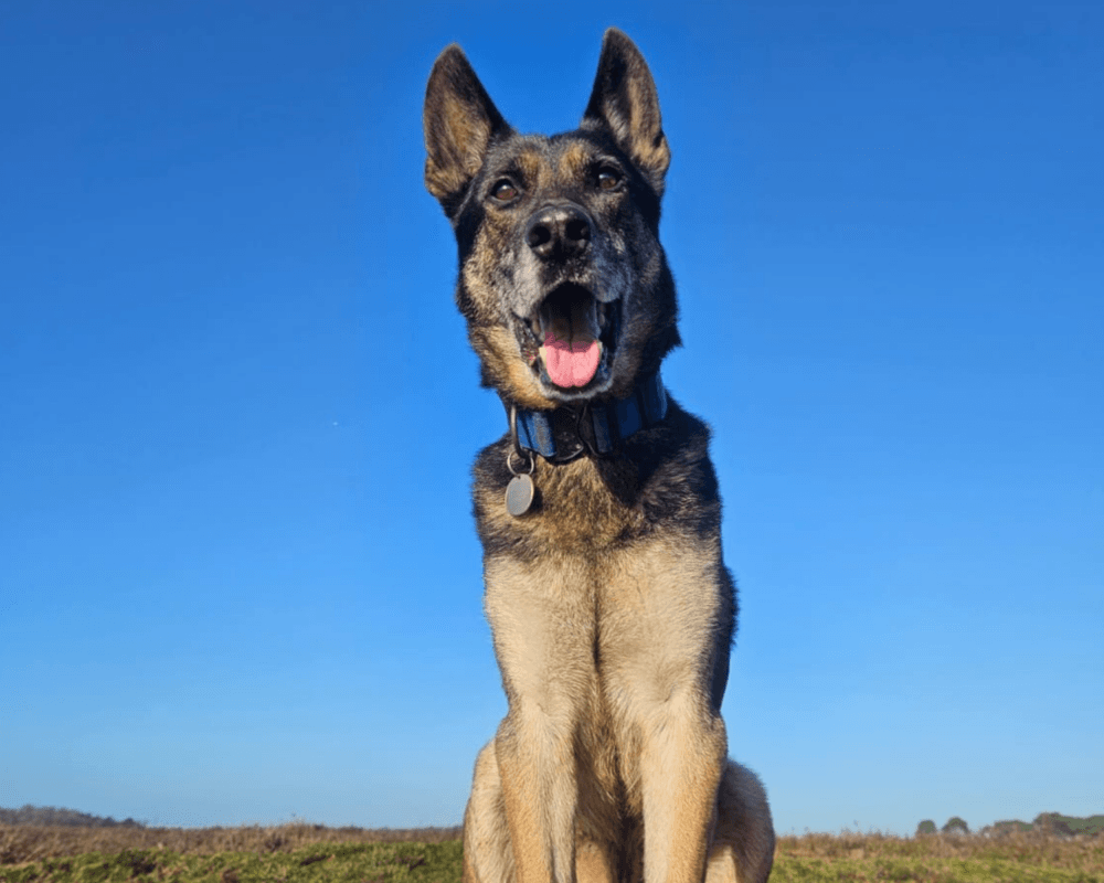 Retired police dog Tomi