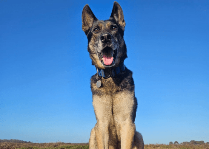Retired police dog Tomi