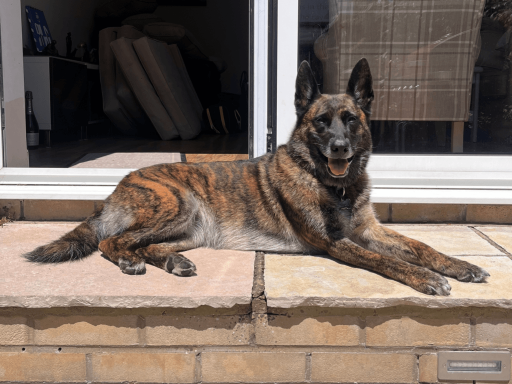 Retired police dog Reni relaxing on a step in the sunshine