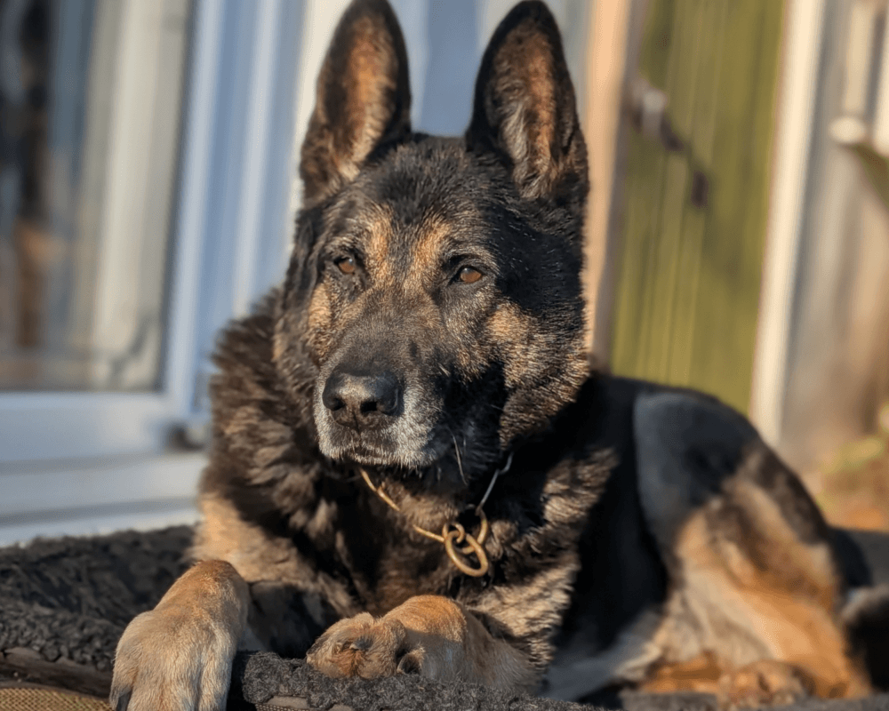 Retired police dog Xavi lays in the sunshine