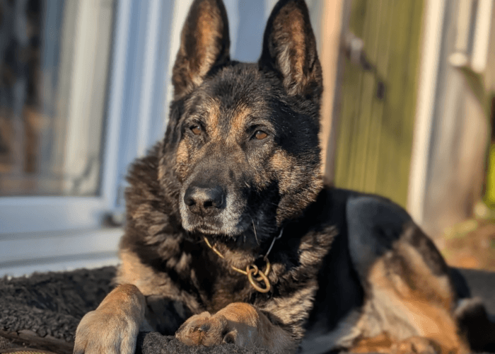 Retired police dog Xavi lays in the sunshine